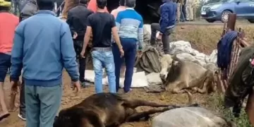 गोवंशों से भरा ट्रक अनियंत्रित होकर पलटा